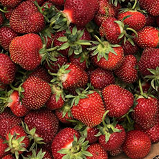 Pound Flat Of Minnesota Grown Strawberries