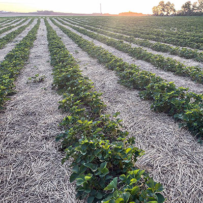 Square Cropped Rows Of Strawberries