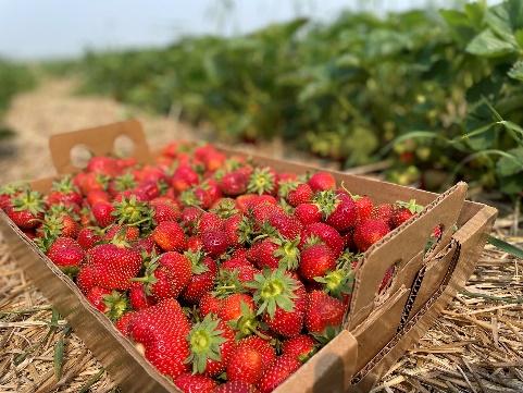 Strawberries