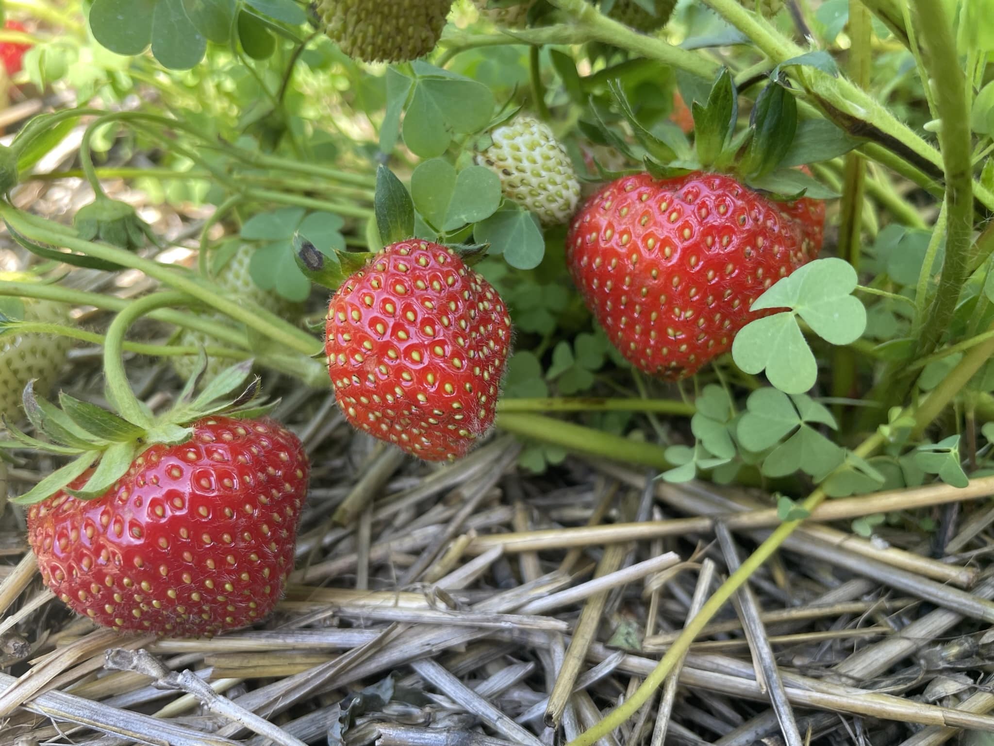 Pick Your Own Red Ripe Strawberries