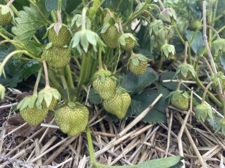 Jewel Strawberries forming