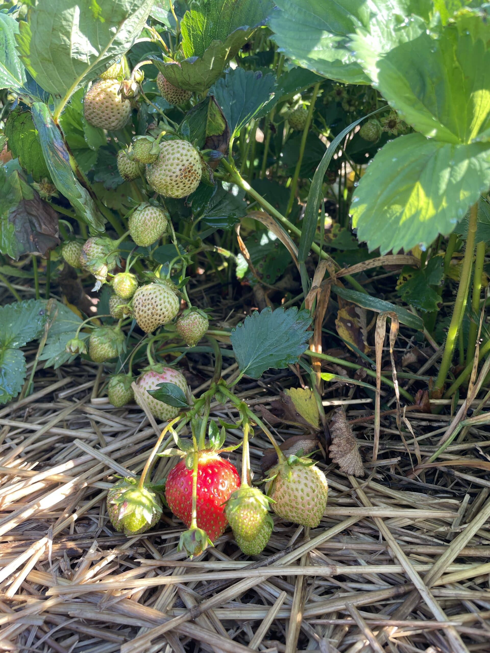 Galetta strawberries getting ripe