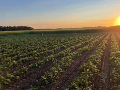 2024 strawberry field small