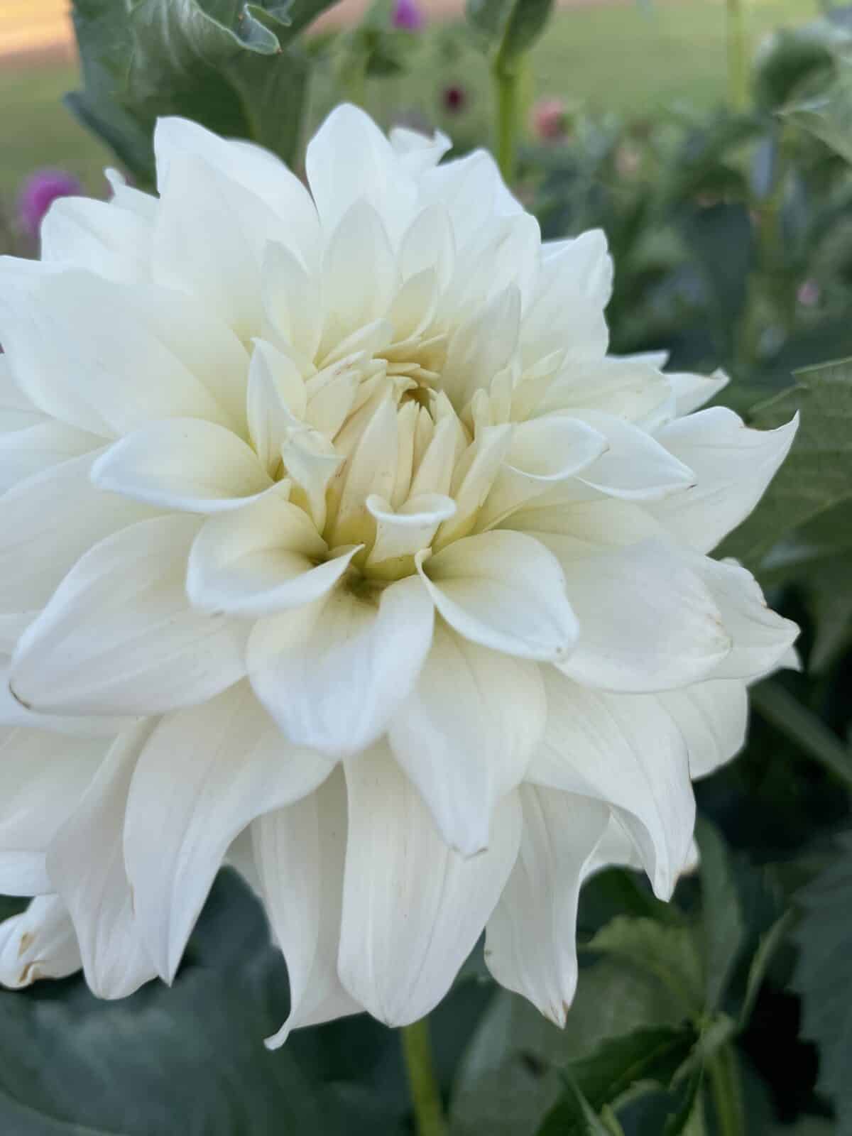 Beaucon white dahlia