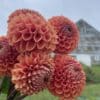 Cornel Bronze blooms