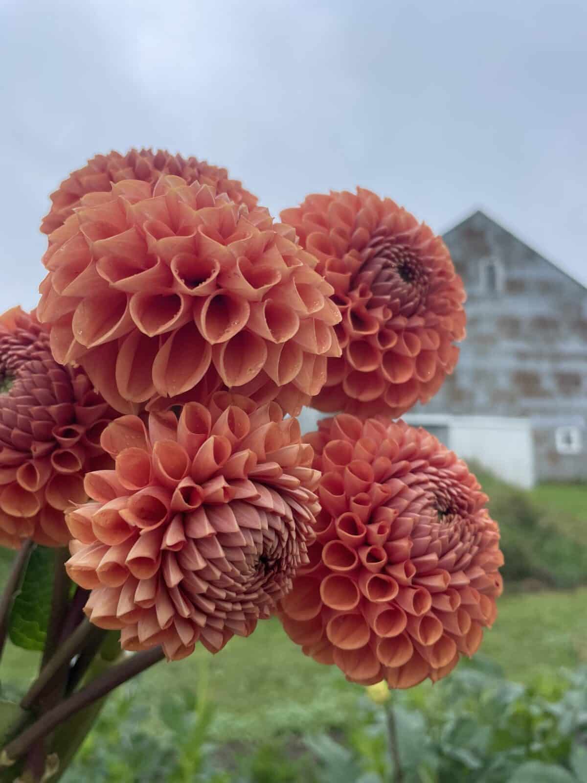 Cornel Bronze blooms