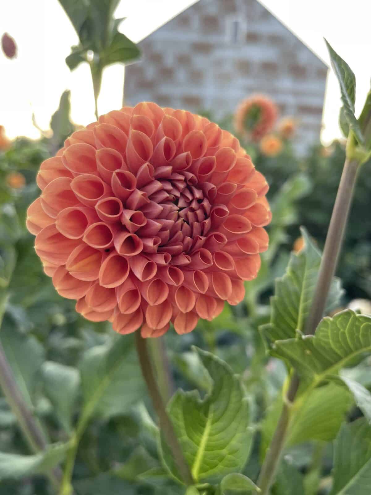 Cornel Bronze Dahlia