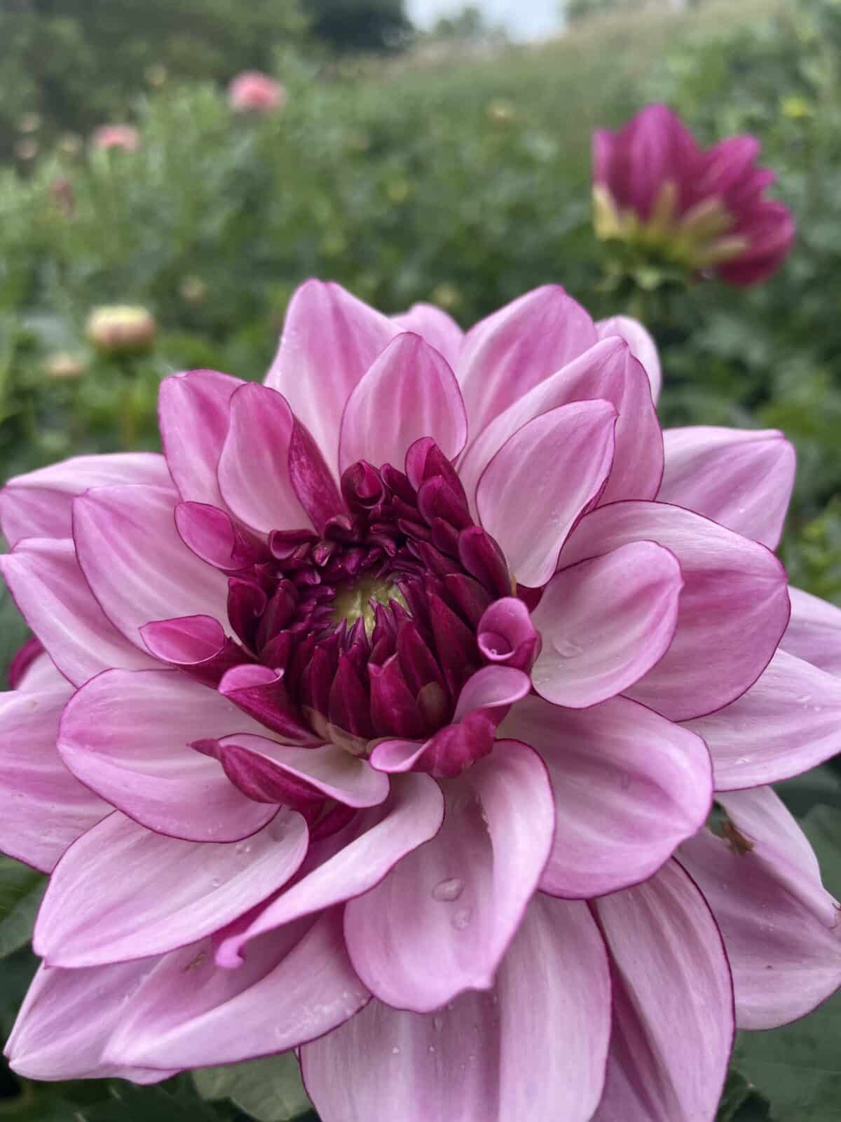 Creme de Casis Dahlia