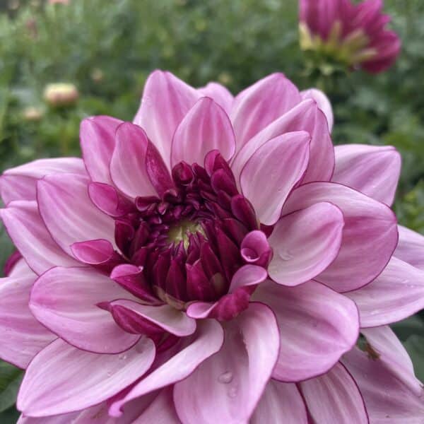 Creme de Casis Dahlia