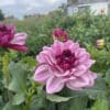 Creme de Casis Dahlia Plants