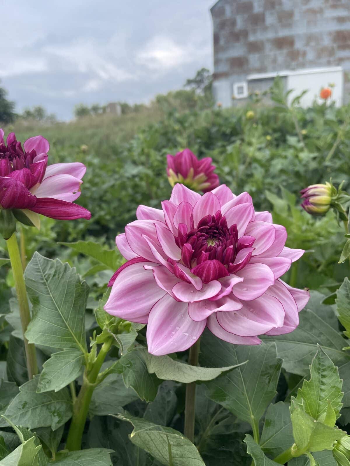 Creme de Casis Dahlia Plants