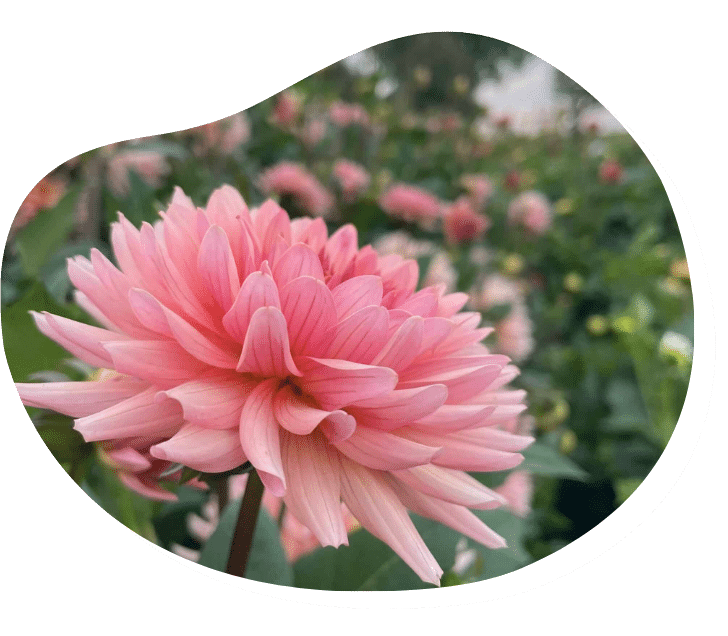 dahlia tuber flower