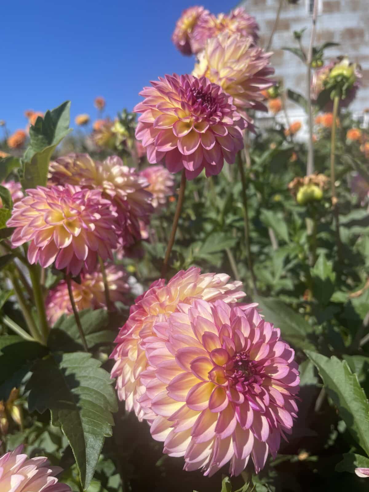 Foxy Lady Dahlia blooms