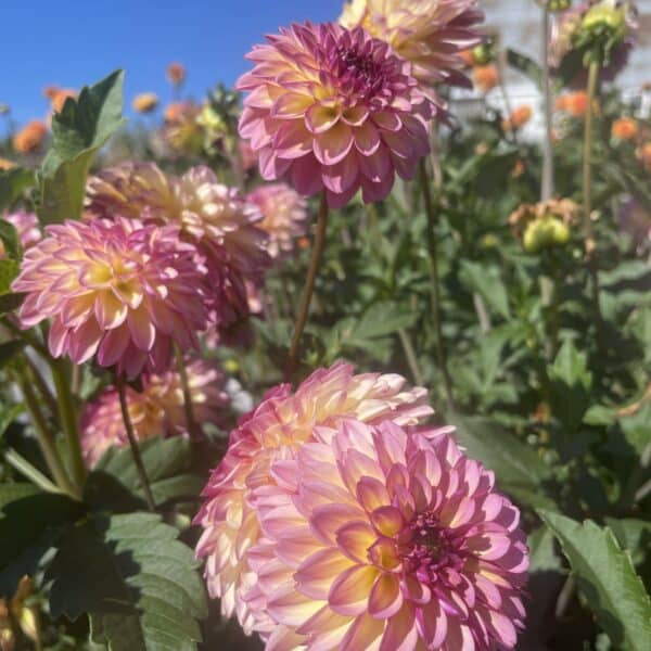 Foxy Lady Dahlia blooms