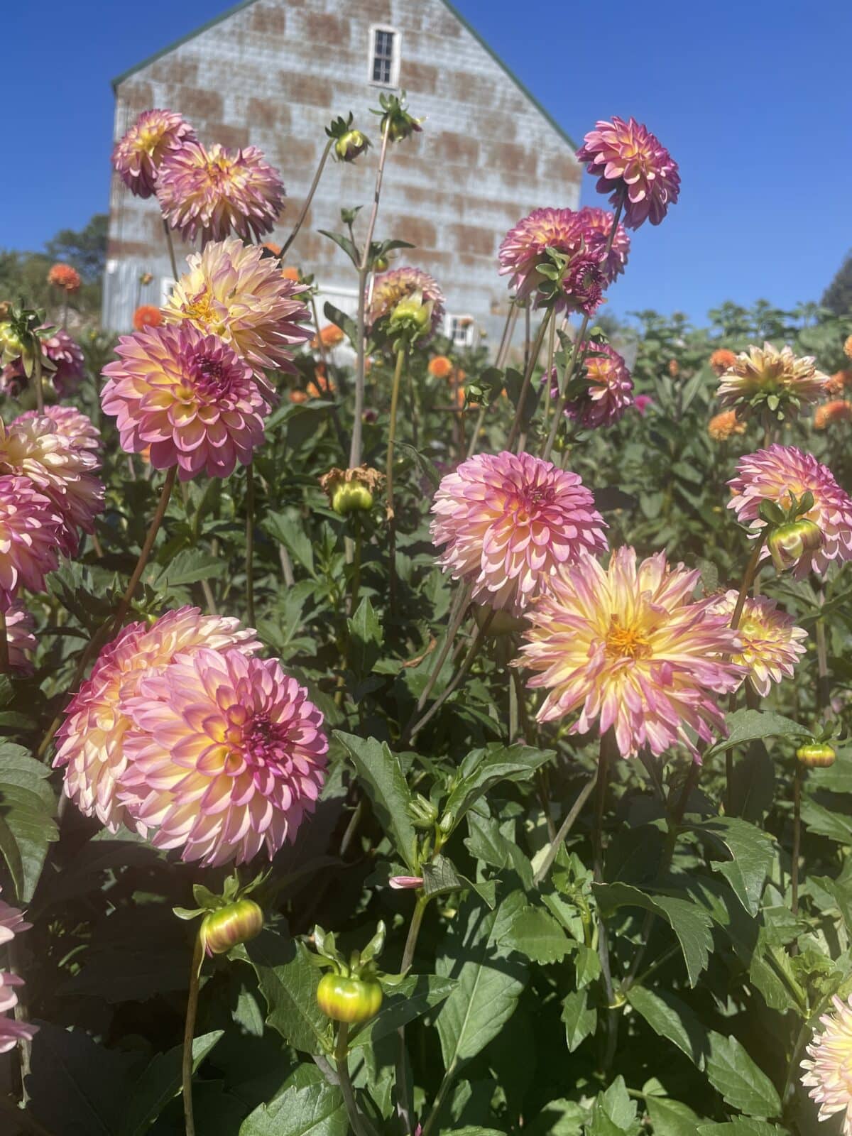 Foxy Lady dahlia plants