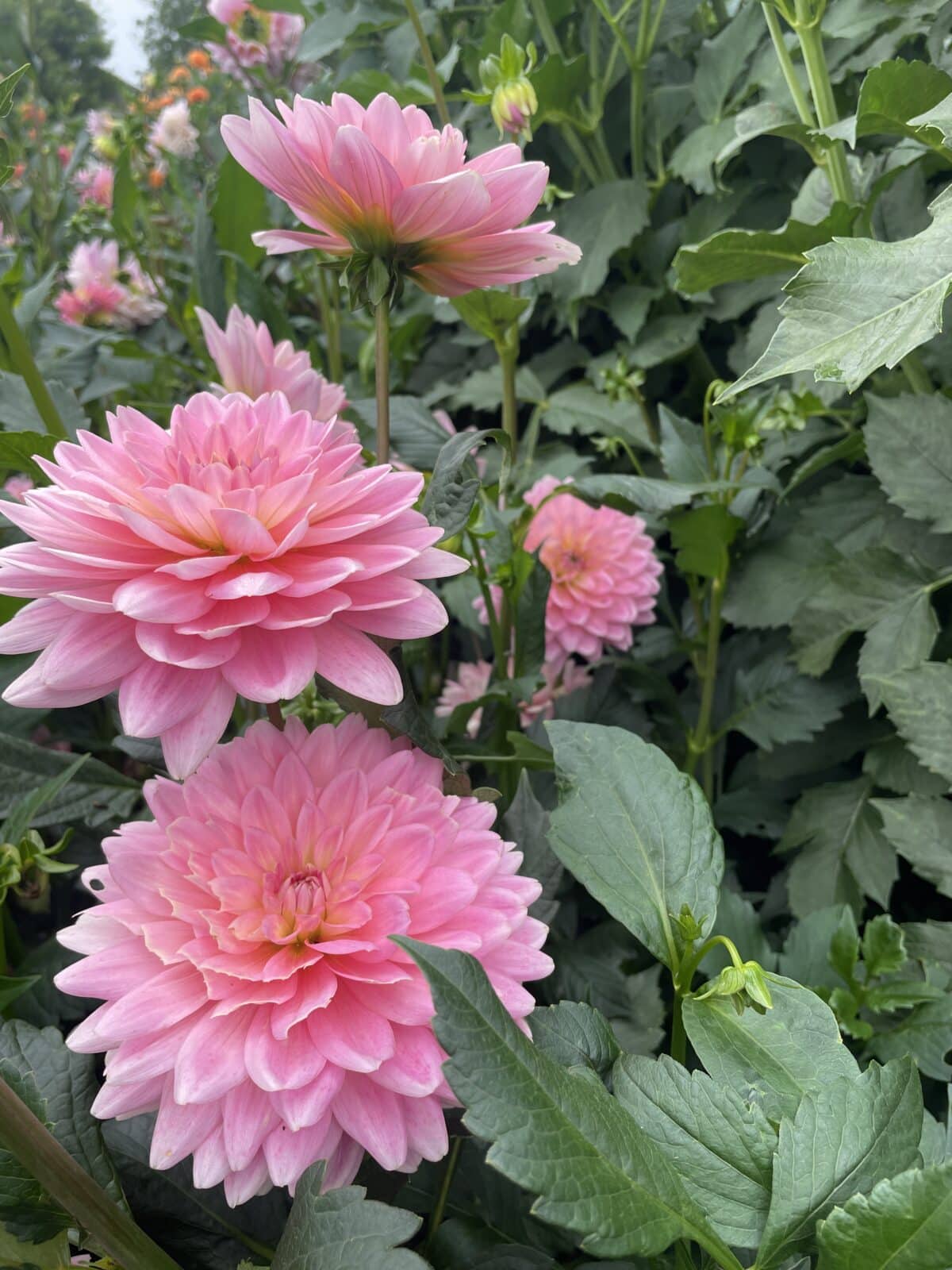 Gerrie Hoek Dahlia Plants