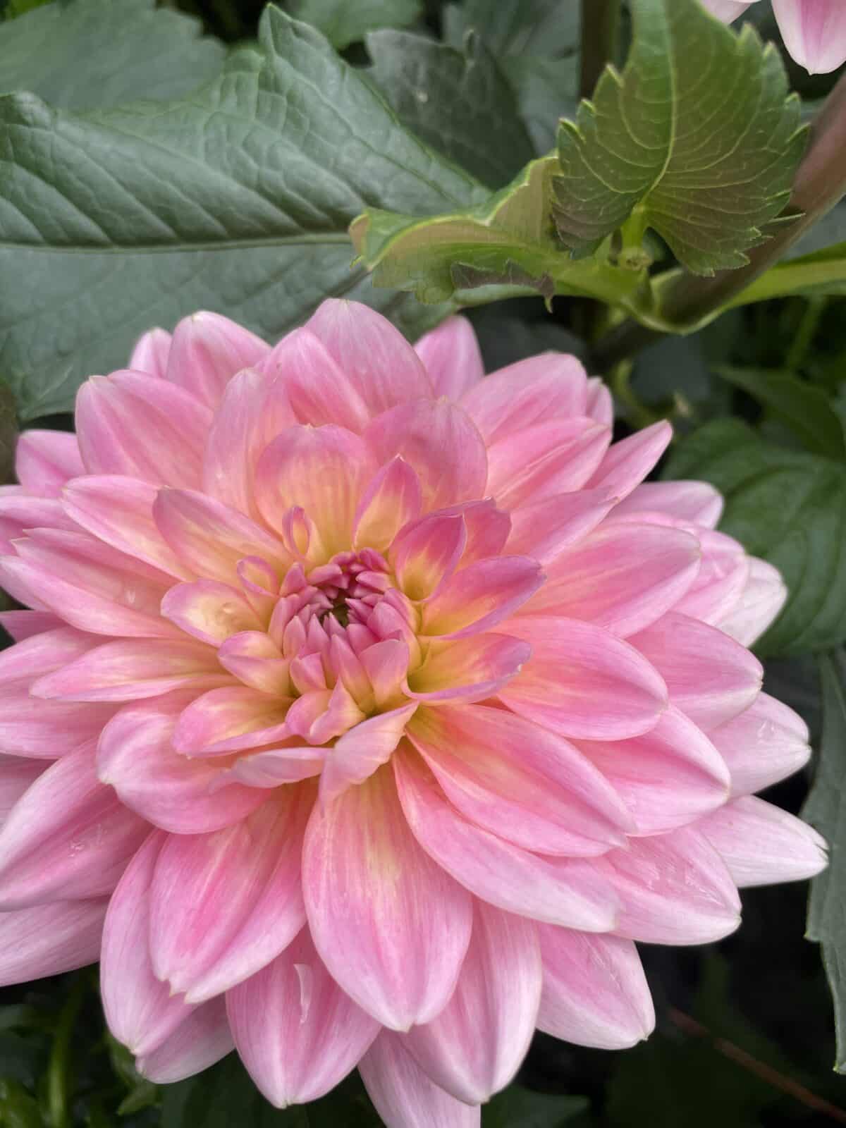 Gerrie Hoek Dahlia