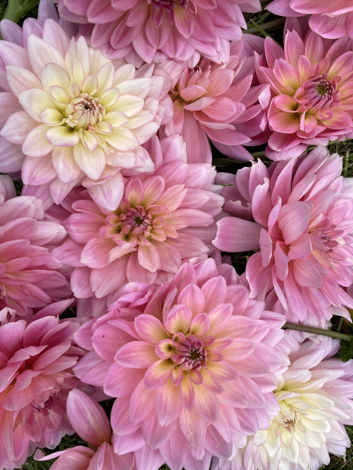 Gerrie Hoek Dahlia Blooms