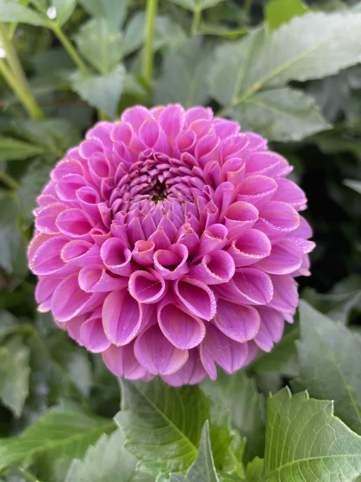 isabel dahlia bloom