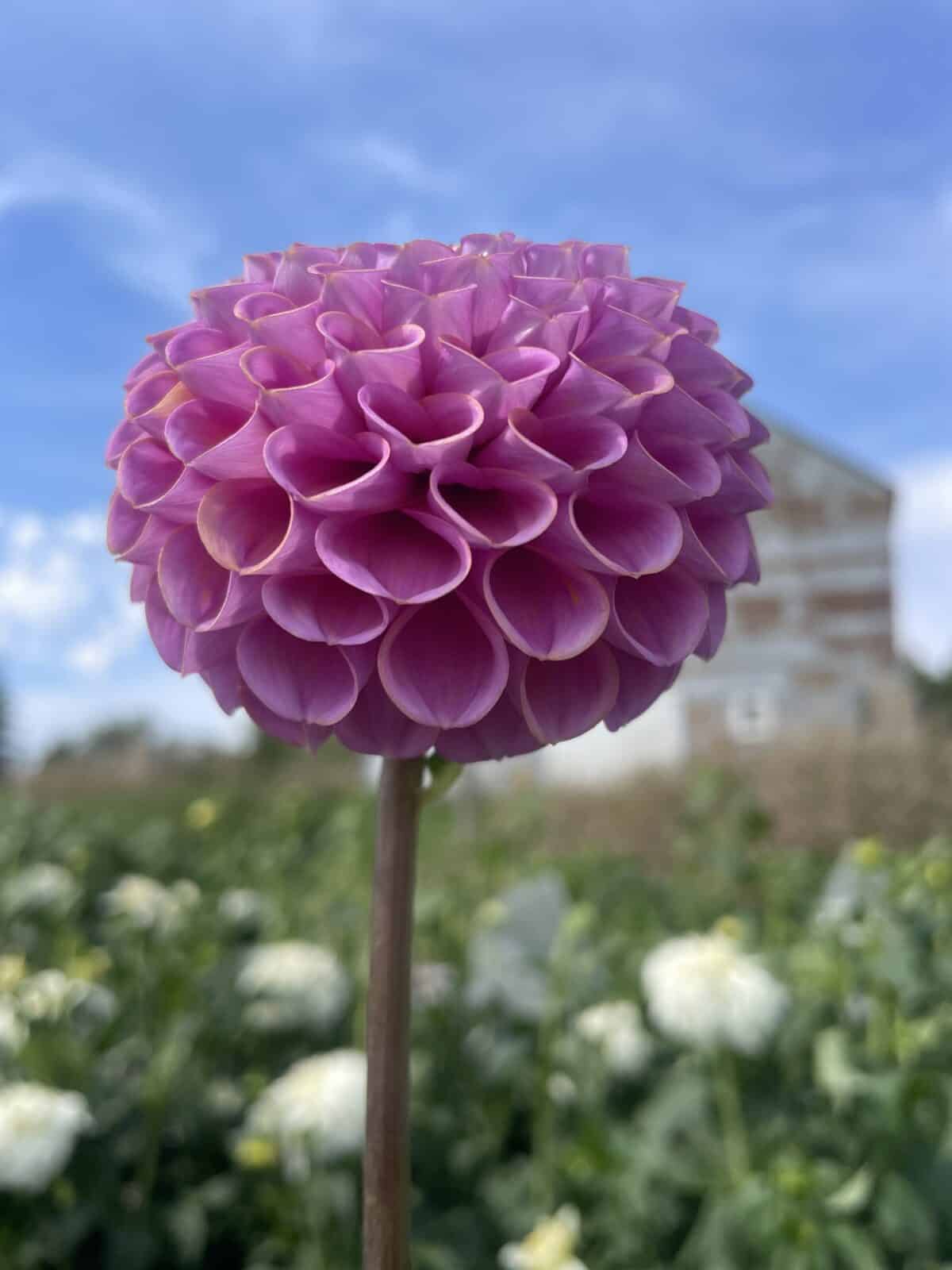 isabel dahlia bloom side view