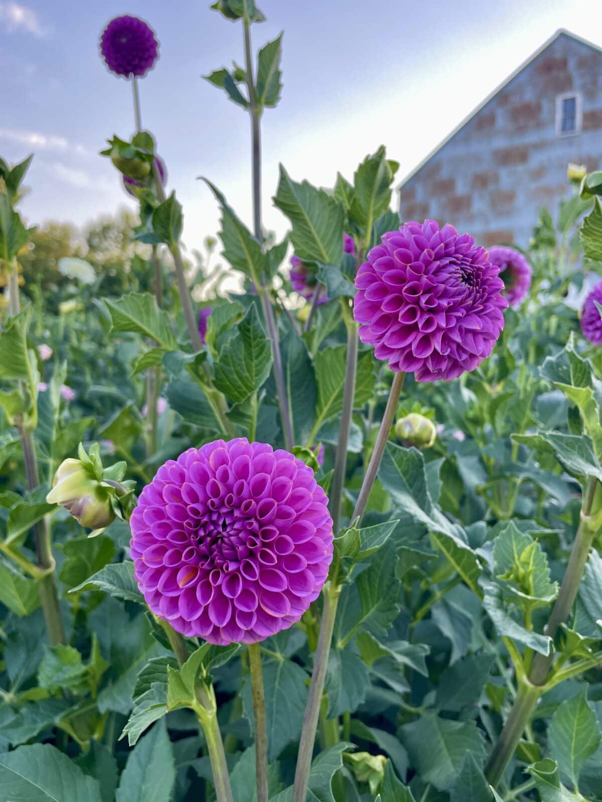 isabel dahlia plants