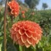 Jowey Nicky dahlia bloom