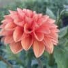 jowey nicky dahlia