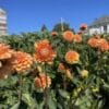 jowey nicky dahlia plants