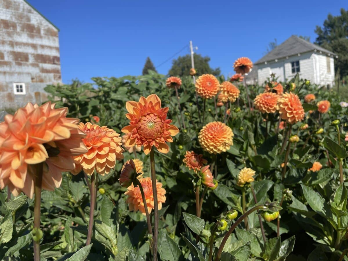 jowey nicky dahlia plants