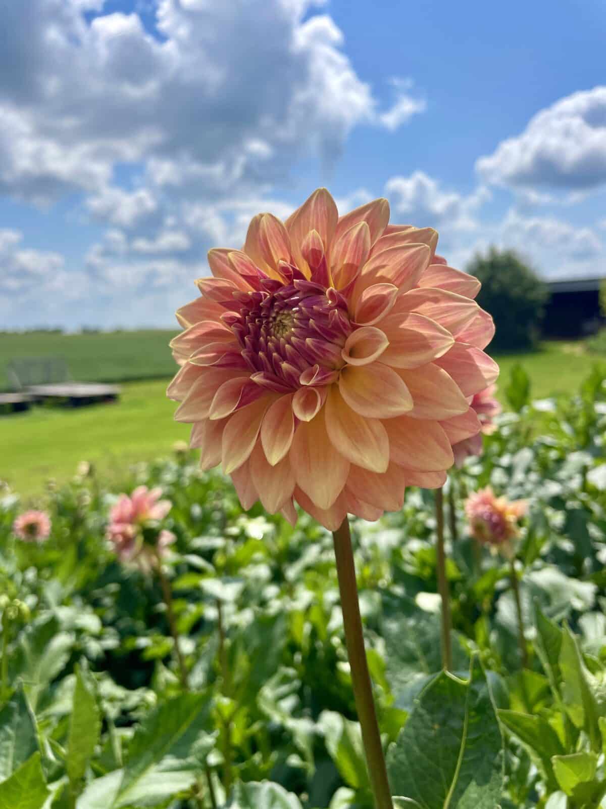 miss amara dahlia bloom