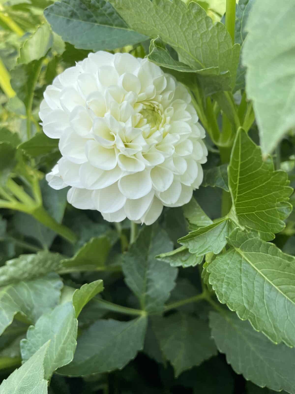 orsett beauty dahlia plants