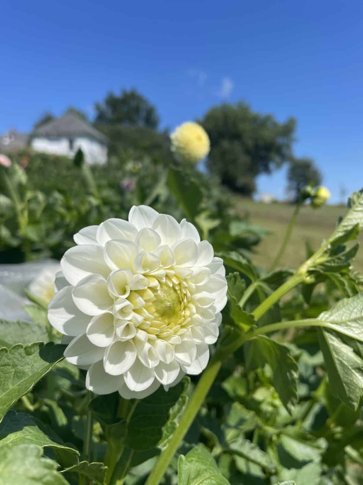 orsett beauty dahlia