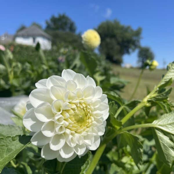 orsett beauty dahlia