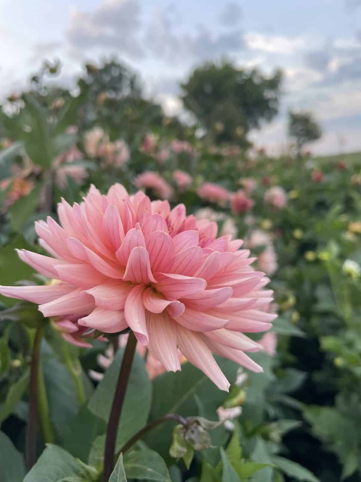 Preference Dahlia Bloom