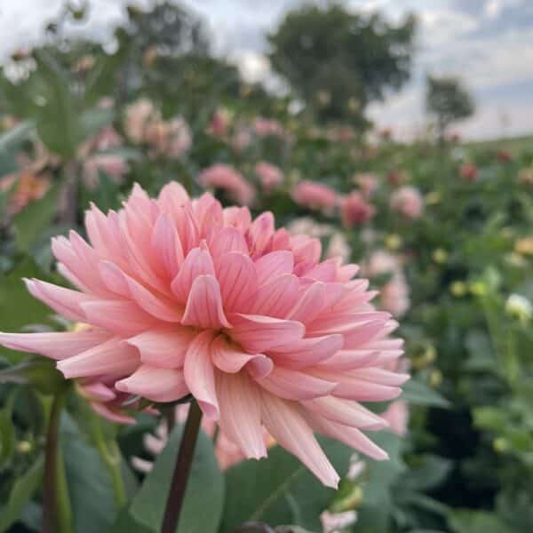 Preference Dahlia Bloom