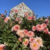 Preference Dahlia plants