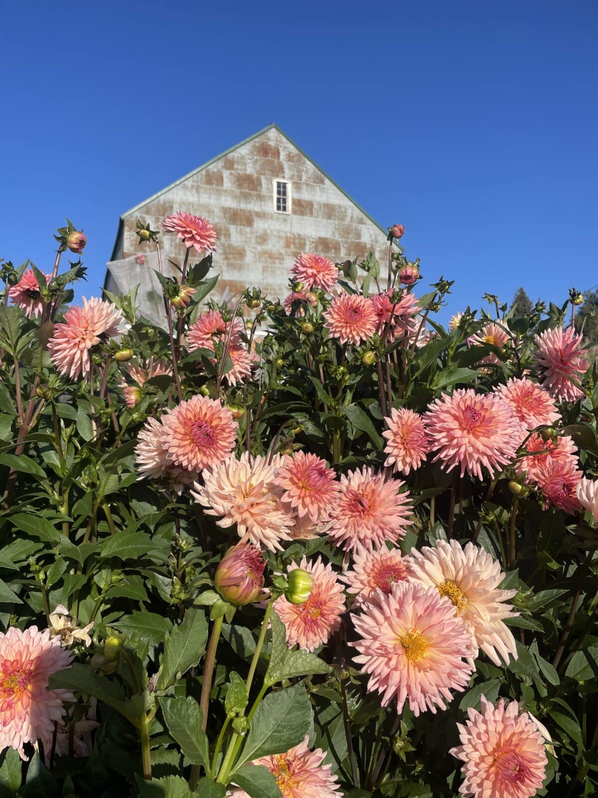 Preference Dahlia plants