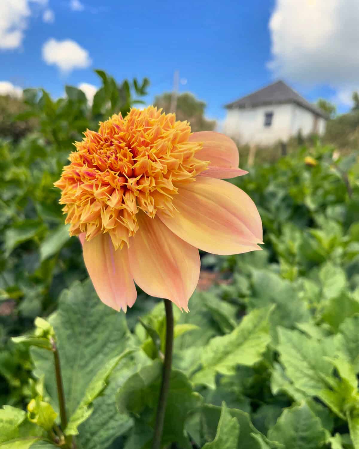 Sandia Brocade Dahlia Bloom