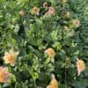 Sandia Brocade Dahlia Plants