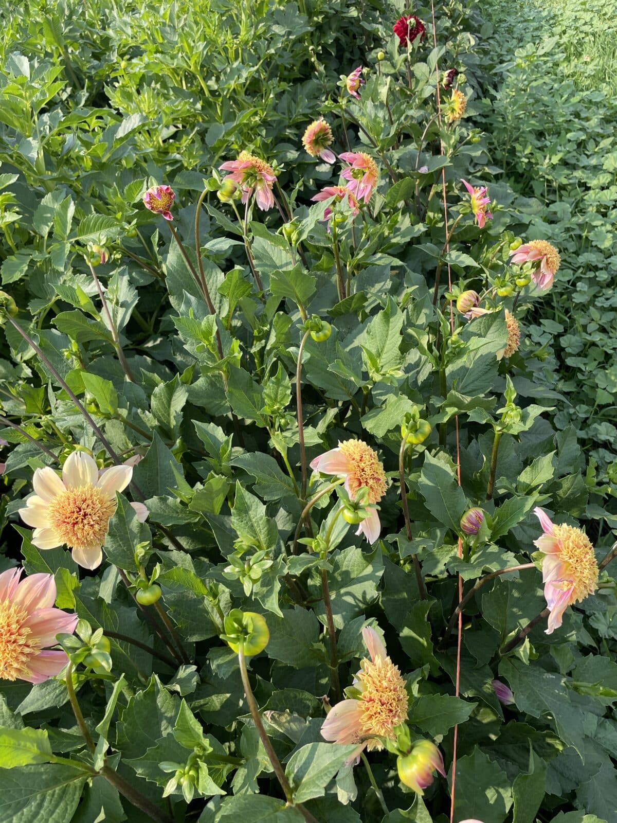 Sandia Brocade Dahlia Plants