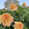 Sandia Brocade Dahlias