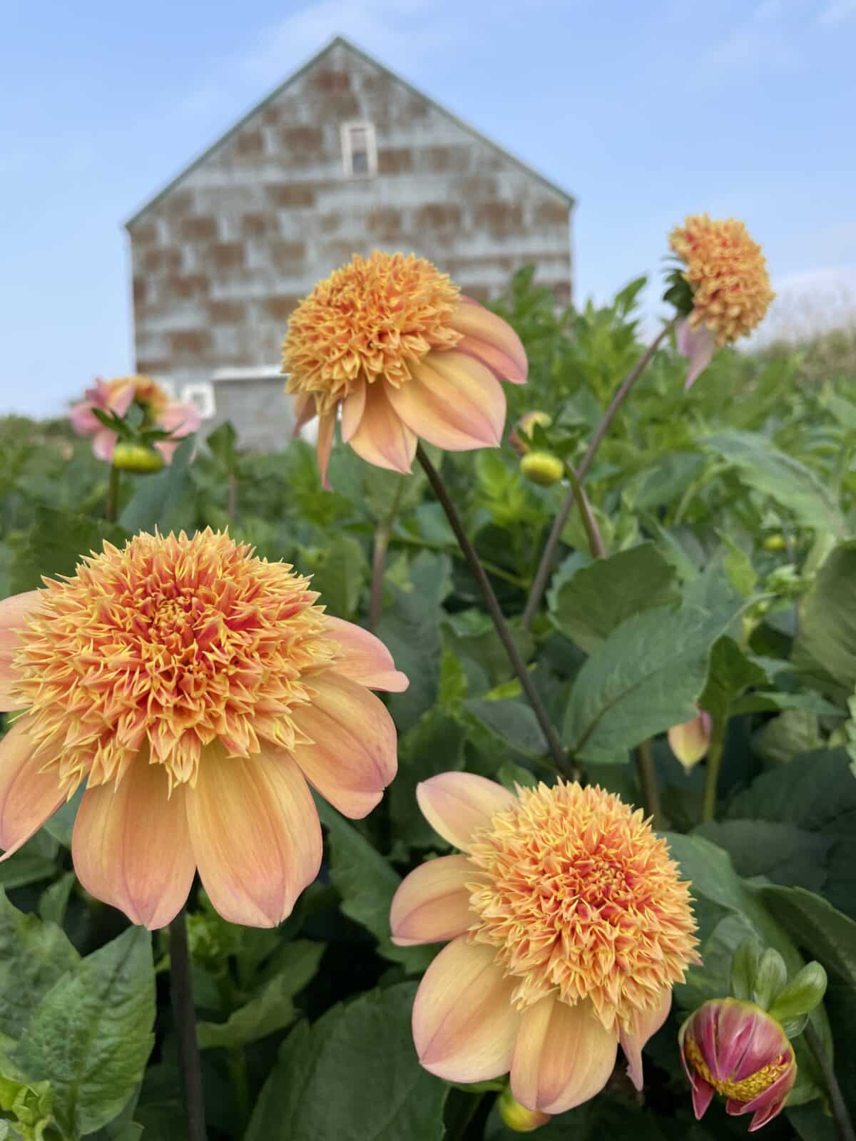 Sandia Brocade Dahlias