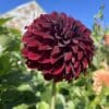 Shadow Cat Dahlia Bloom