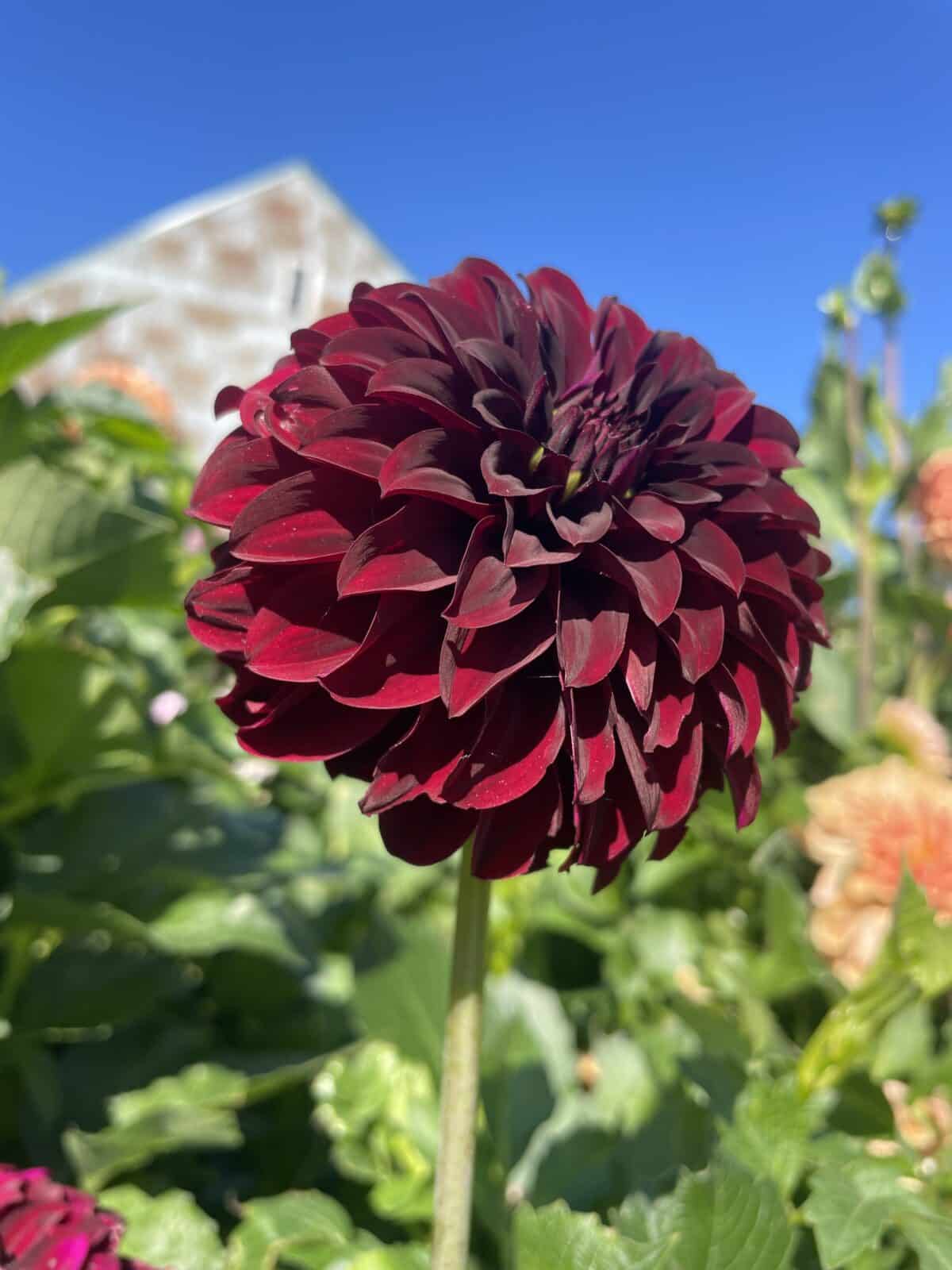 Shadow Cat Dahlia Bloom