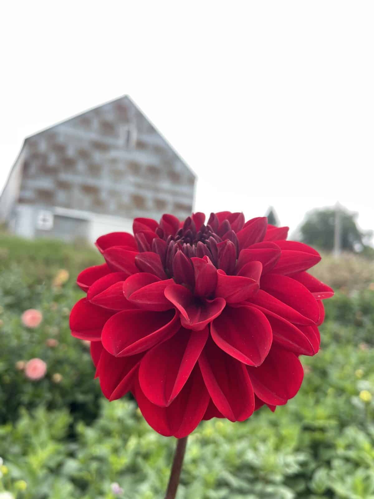 Vixen Dahlia Bloom