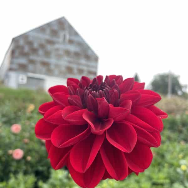 Vixen Dahlia Bloom