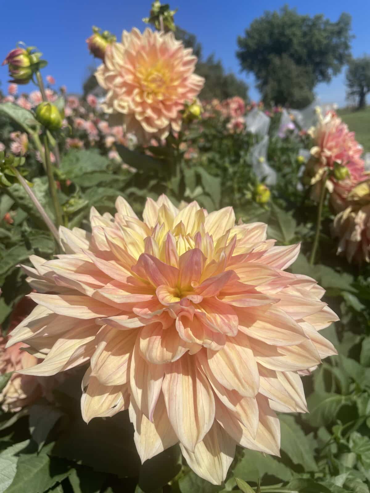 Wandas Aurora Dahlia