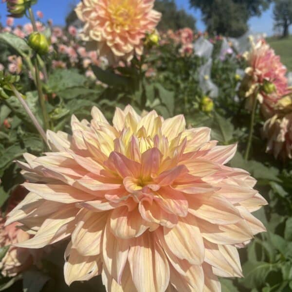 Wandas Aurora Dahlia