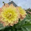 Wandas Aurora Dahlia Bloom in fall