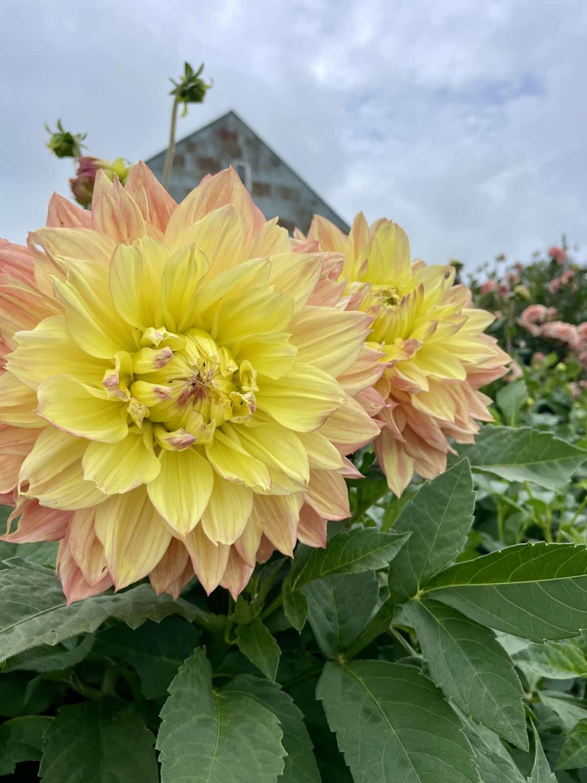 Wandas Aurora Dahlia Bloom in fall